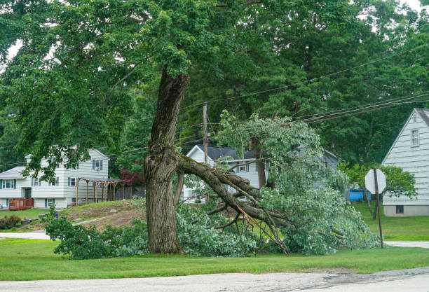 Best Commercial Tree Services  in Ilion, NY